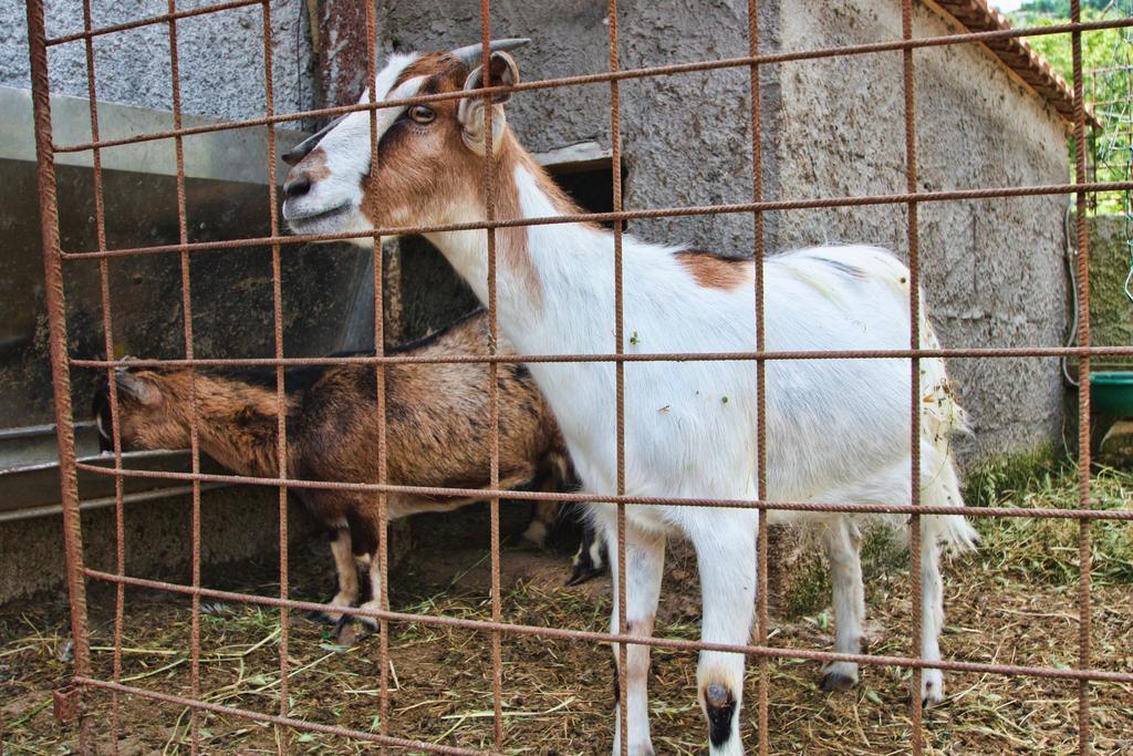 Agriturismo La Chiana Βίλα Vico Equense Εξωτερικό φωτογραφία